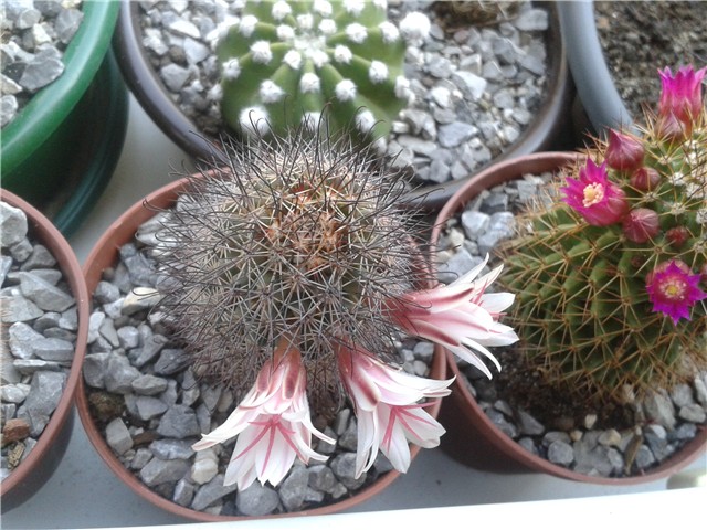Mammillaria 